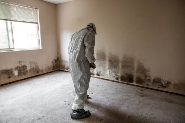 Best Attic Mold Removal  in Hayesville, OR